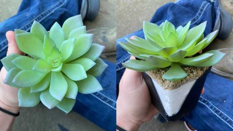 She spent two years taking care of the ‘perfect plant.’ Then, she realized it’s plastic