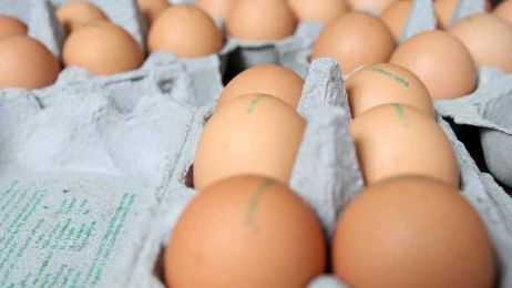 What to Know When Shopping for the Healthiest Egg