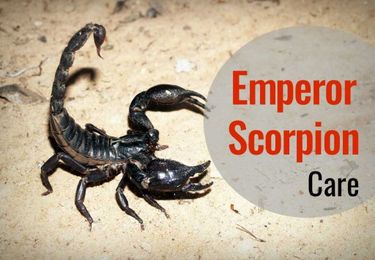 Imperial / Emperor Scorpion Care