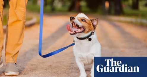 Tim Dowling: I’m slowly following in my wife’s 10,000 footsteps