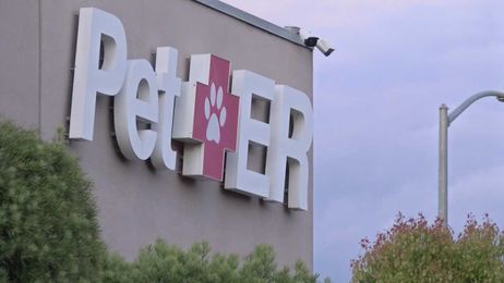 Veterinary practices making changes to protect staff and pet owners