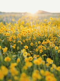 Irvine Ranch Conservancy Shares 4 Easy Ways To Keep Habitats Thriving