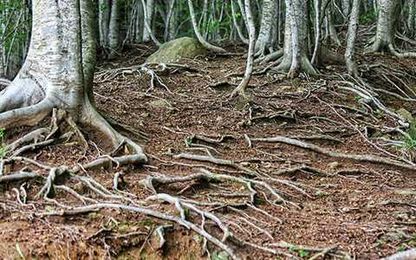 How To Avoid Invasive Tree Roots Destroying Your Landscape