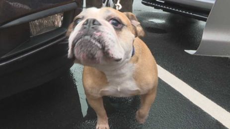 Vets and the virus: how animal clinics are adapting their protocol