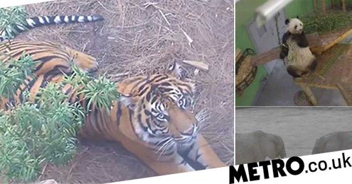 You can now visit zoos virtually if you are self-isolating
