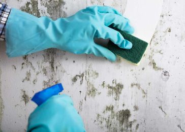 Is Bleach or Vinegar Better to Get Rid of Mold?