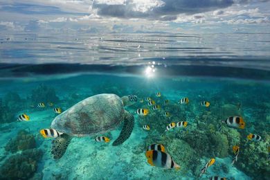 Why climate change is creating more female sea turtles and crocodiles