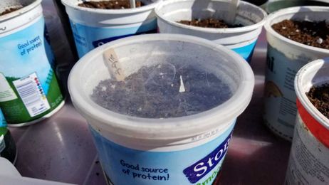 5 DIY Tips for Seed Starting