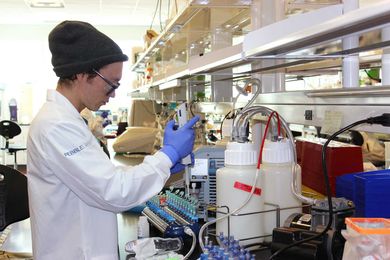 Can shrimp diseases be beaten by bacterial interference? 