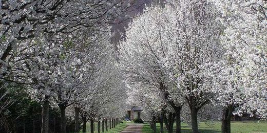 Ornamental pear trees are beautiful but they've got a dark side