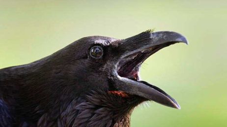 Add "Ravens Can Talk" to The List of Things I Learned While Self-Isolating