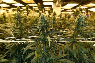 CU Boulder study links teen pot use, adult insomnia