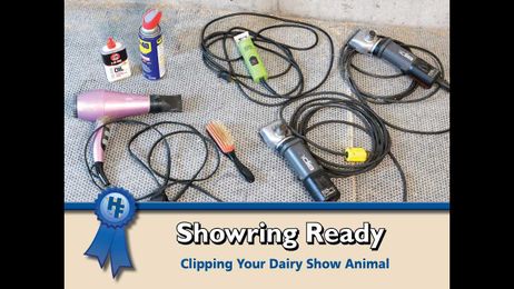 Showring Ready: Clipping Your Dairy Show Animal