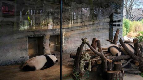 Zoo Animals Are Bored Now