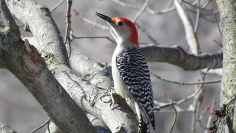 Meet the bird going after the emerald ash borer
