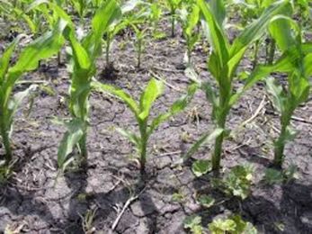 BTI Ag Solutions: Agronomic Tips for Planting