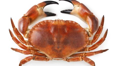 Rediscovering the virtues of potted crab