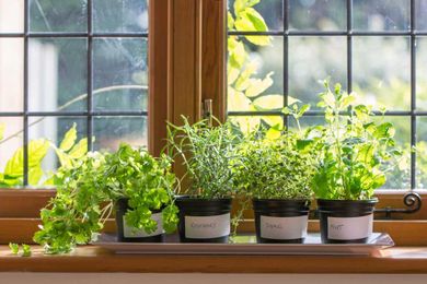 How to garden indoors with these easy-to-grow plants