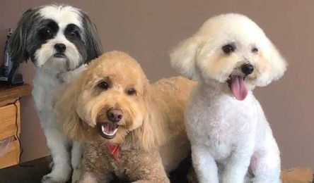 At-home grooming tips for your dog during business closures