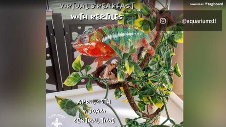 Have a virtual breakfast with some reptiles