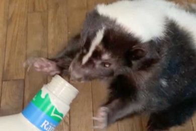 This adorable skunk is completely addicted to ranch dressing