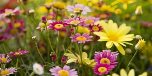 25 Different Types of Daisies to Plant In Your Garden This Spring