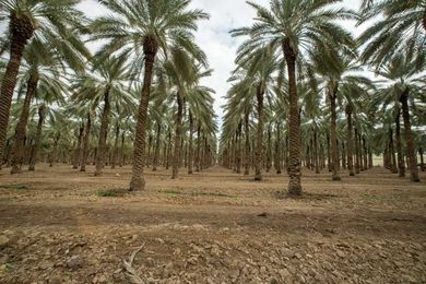 Israeli Robots Pollinate Date Plantations