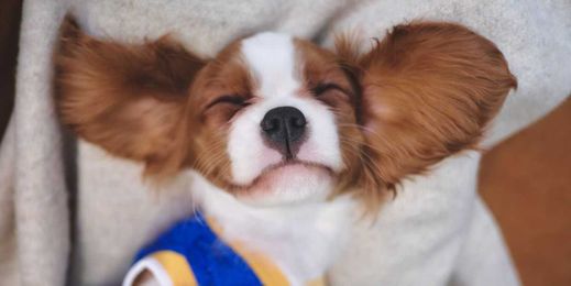 The Cutest Dog Breeds That Will Finally Convince You to Adopt 