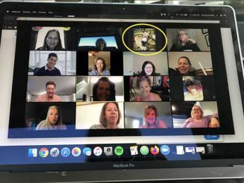 You can rent a farm animal to lighten up your next Zoom call