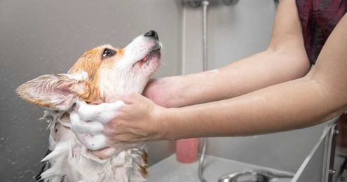 A Professional Groomer's Guide To Stay-At-Home Grooming