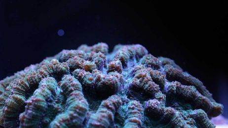 Florida Aquarium makes breakthrough that could help save reefs from extinction
