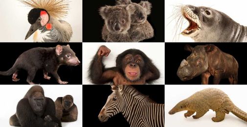 These 50 animals are in peril. Here’s how you can help.