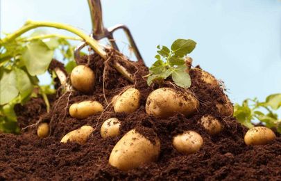 You Can Grow Your Own Potatoes Even If You Don't Have a Garden