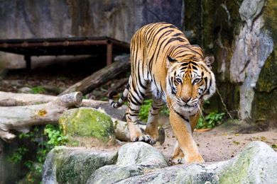 Old Perfume Taking Up Space? Zoo's Big Cats Will Take It