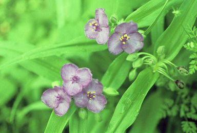 The benefits of native plants