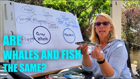 Animal Kingdom EXPLAINED [Distance Learning By Nona]