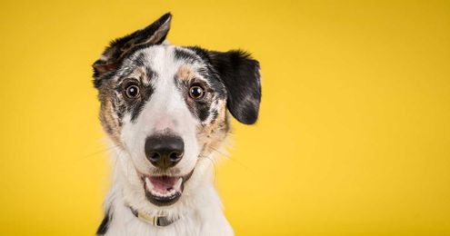 3 Marketing Tips to Jumpstart Your Pet Photography Business