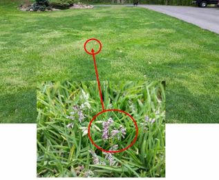 Spring Turf Tips