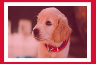 These classes can train you to become a better dog owner