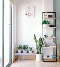 7 Houseplants that are Helpful for our Health