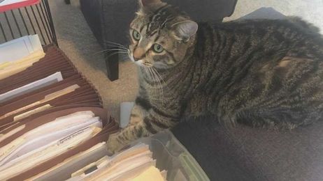 Happy Moments Vol. 34: Working with pets and a baby gazelle