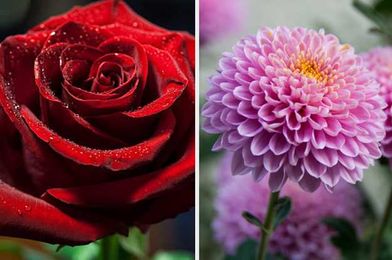 Which Flower Represents Your Love Life?