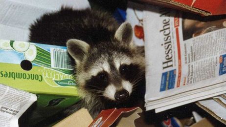 4 garbage cans that keep animals out