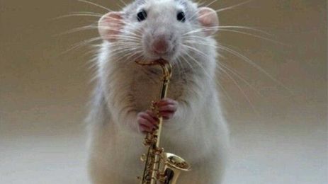 Controversial study shows rats prefer jazz to classical music, when on drugs