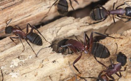 Are carpenter ants damaging your home?