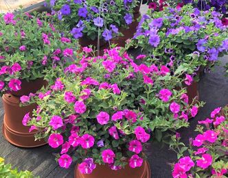 Spruce Up Your Garden with Flowers and Veggie Starts from Rhode Island Nurseries
