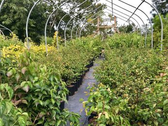 Announcing a spring plant sale!