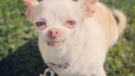 Helpful At-Home Grooming Tips to Get Your Pet a Nice Paw-dicure, Healthy Coat