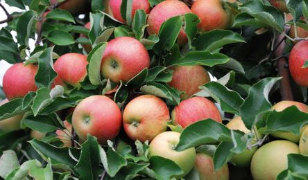 Can Orchard Cooling Improve Fruit Quality? These 2 Growers Think So!