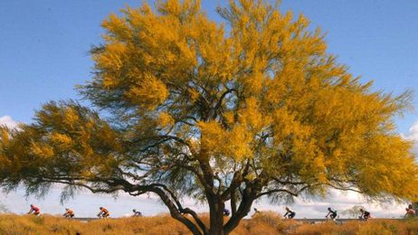 10 things you didn't know about palo verde trees